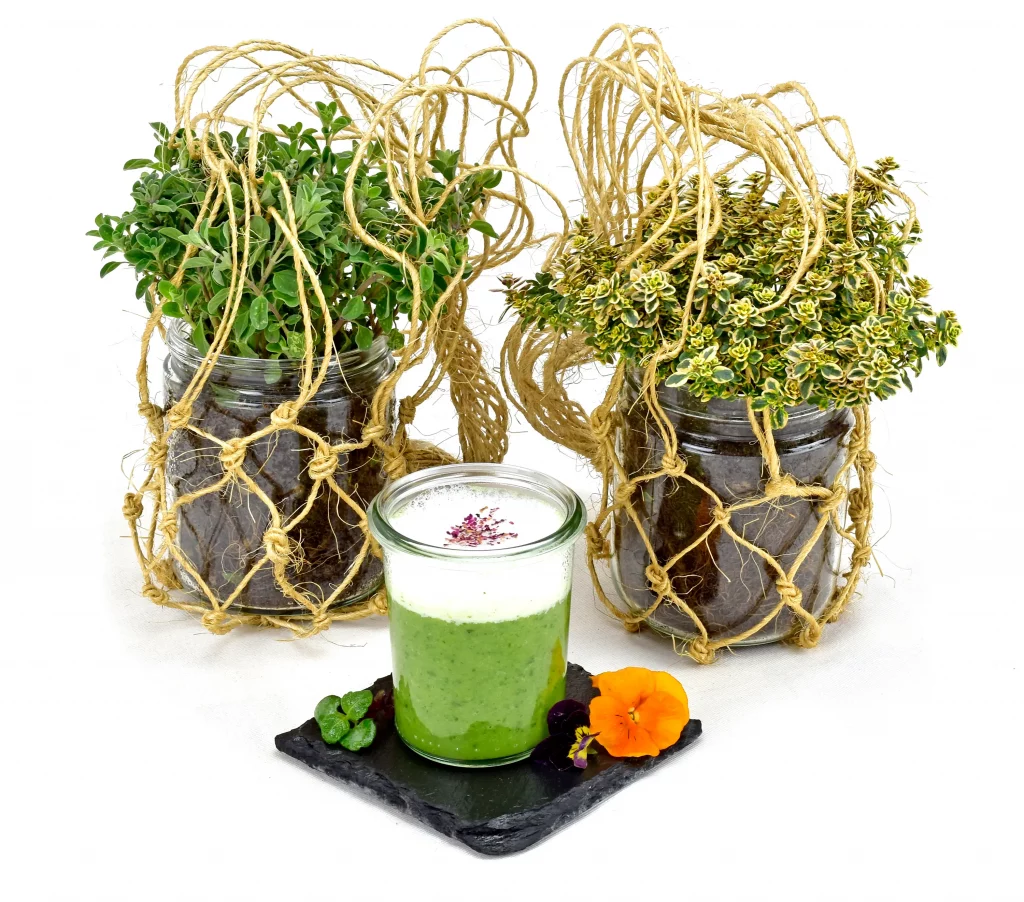 Das Bild zeigt ein Glas mit grünem Smoothie, garniert mit einer Blüte, auf einer schwarzen Platte, umgeben von zwei Gläsern mit Pflanzen, die mit einem Seil umwickelt sind. Die Frische des Smoothies wird durch die grüne Farbe und die Blüte betont. Die Pflanzen in den Gläsern sind üppig und grün, wobei eine Pflanze frischer aussieht als die andere. Der Hintergrund ist weiß, was den Fokus auf die Objekte im Vordergrund legt.
